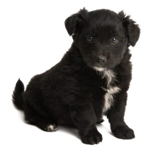 Poodle Mix