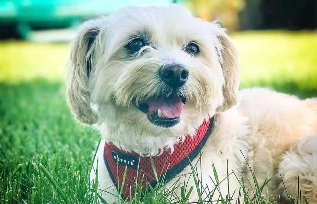 sample photo of Poodle Mix puppies for sale