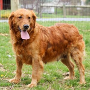 Alexa – AKC's mother, a Golden Retriever