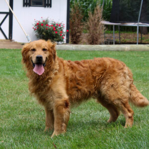 Alexa – AKC's father, a Golden Retriever