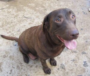 Kim – AKC's mother, a Chocolate Labrador Retriever