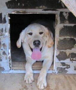 Kim – AKC's father, a Yellow Labrador Retriever