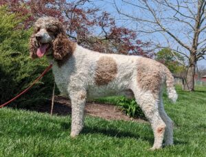 Huck – F1's father, a Standard Poodle 