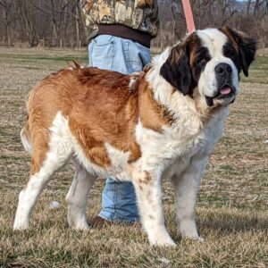 Huck – F1's mother, a St. Bernard