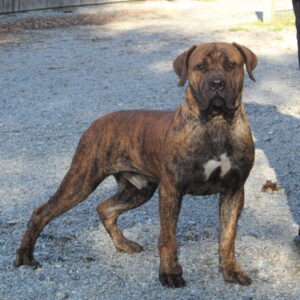 Tessa – AKC's father, a African Boerboel