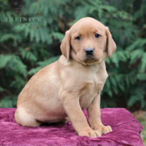 Becca - AKC Fox Red Labrador Retriever puppy sitting