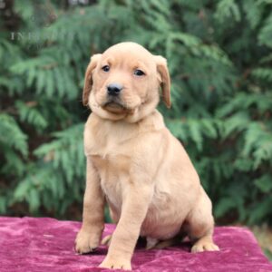 Bentley - AKC Fox Red Labrador Retriever puppy sitting