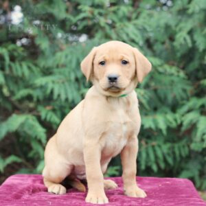 Berkley - AKC Fox Red Lab puppy