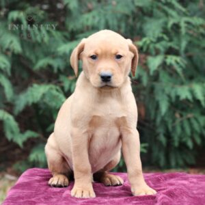 Blaire - AKC Fox Red Labrador Retriever puppy sitting