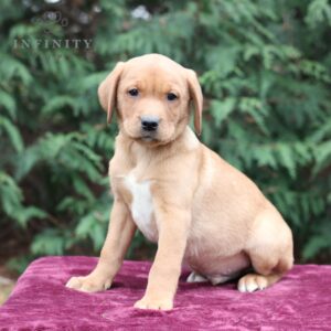 Brant - AKC Fox Red Lab puppy sitting