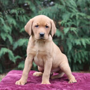 Brielle - AKC Fox Red Labrador Retriever puppy