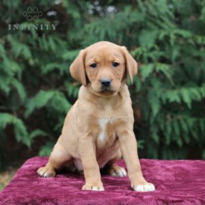 Britney - AKC Fox Red Lab puppy sitting