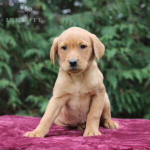 Brooklyn - AKC Fox Red Labrador Retriever puppy sitting