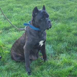 Kara – ICCF's mother, a Cane Corso
