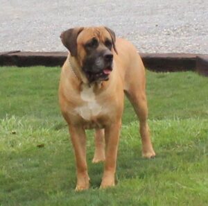 Sophie – ICCF's father, a Cane Corso