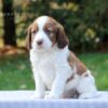 Crumbs - AKC English Springer Spaniel puppy for sale