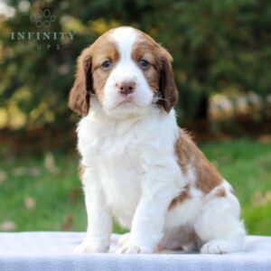 Crumbs - AKC English Springer Spaniel sitting