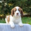 Crumbs - AKC English Springer Spaniel