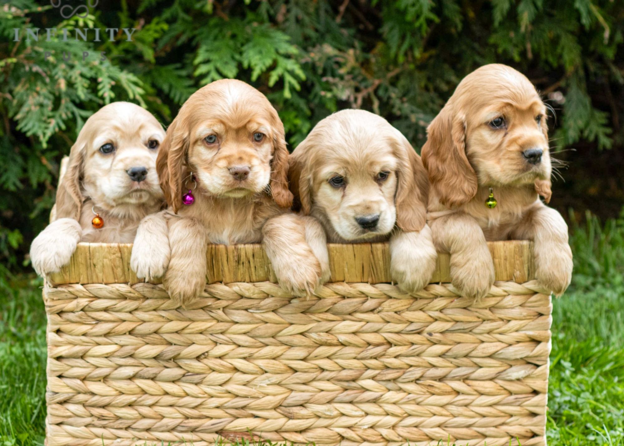 Is Littermate Syndrome in Puppies a Myth? 10