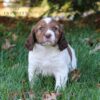 Henry - AKC English Springer Spaniel puppy sitting