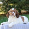 Henry - AKC English Springer Spaniel puppy lying down