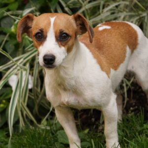 Trixie's mother, a Jack Russell Terrier