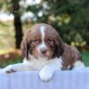 Jackson - AKC English Springer Spaniel puppy