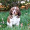 Jackson - AKC English Springer Spaniel puppy for sale