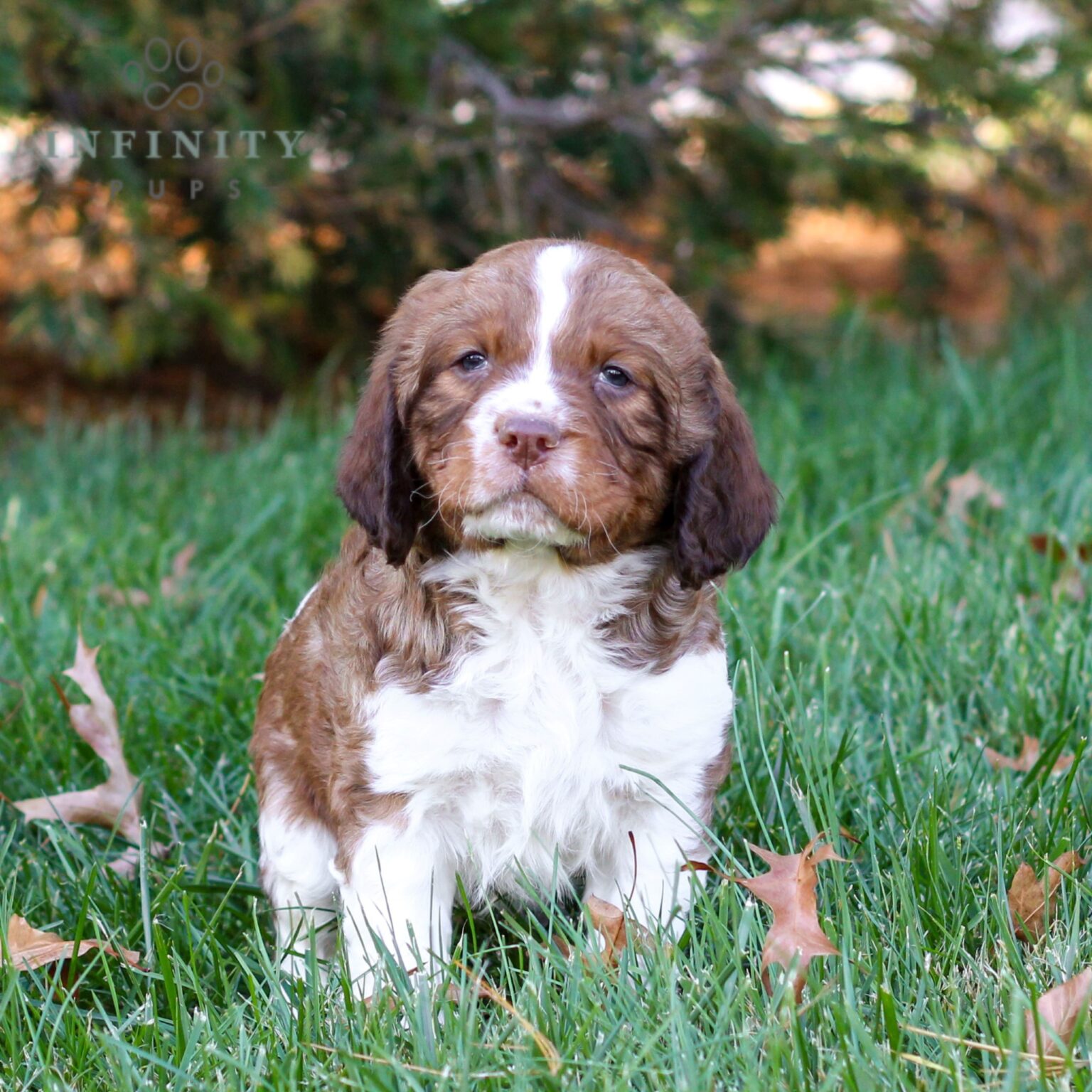 Jackson - AKC English Springer Spaniel puppy for sale