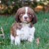 Jackson - AKC English Springer Spaniel puppy sitting