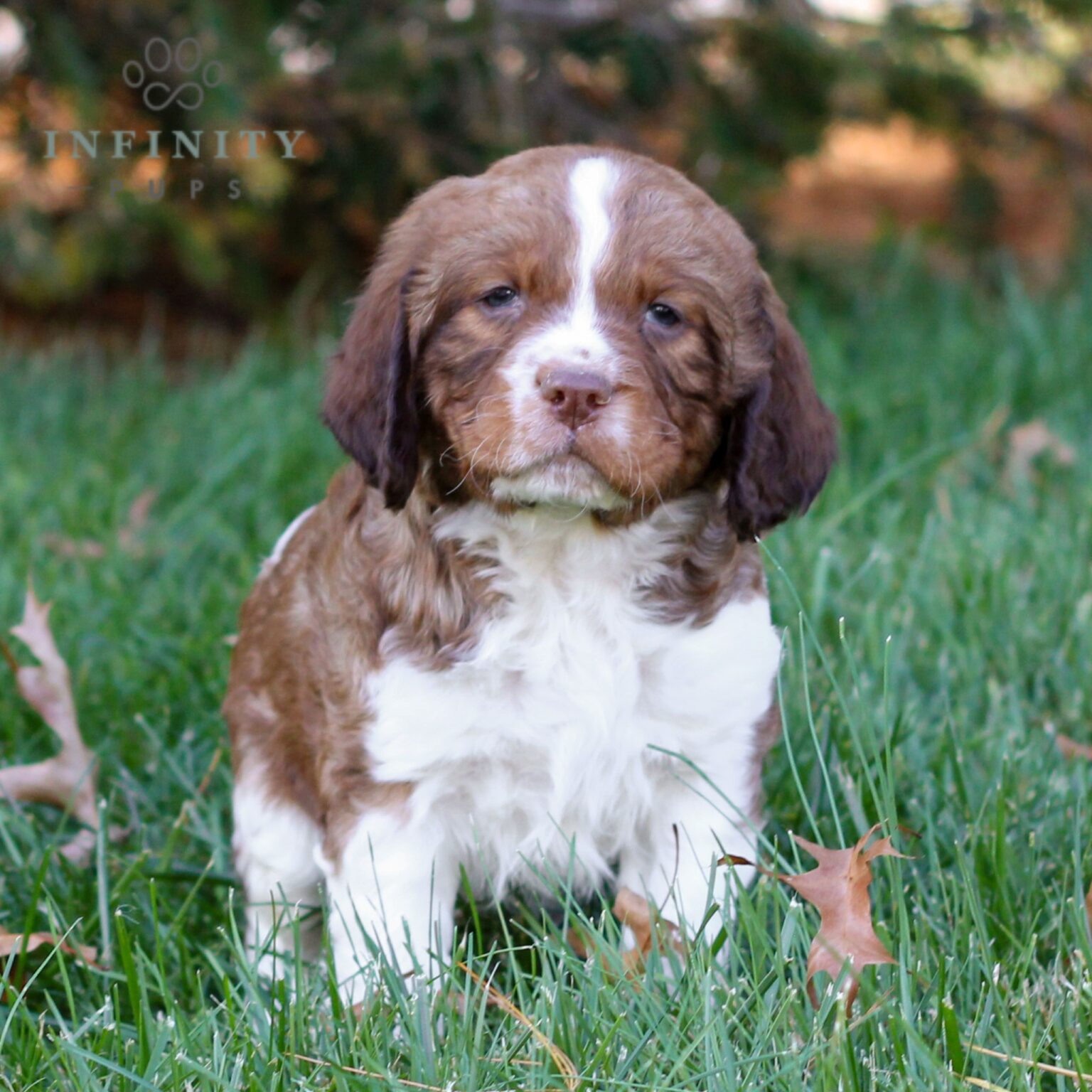 Jackson - AKC English Springer Spaniel puppy sitting