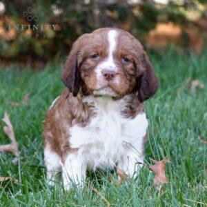 Jackson - AKC English Springer Spaniel puppy sitting