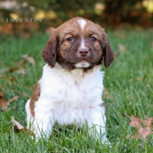 Jumbo - AKC English Springer Spaniel puppy for sale