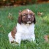 Jumbo - AKC English Springer Spaniel puppy sitting