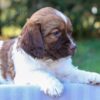 Jumbo - AKC English Springer Spaniel puppy