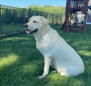 Taylor – AKC's mother, a White Labrador Retriever