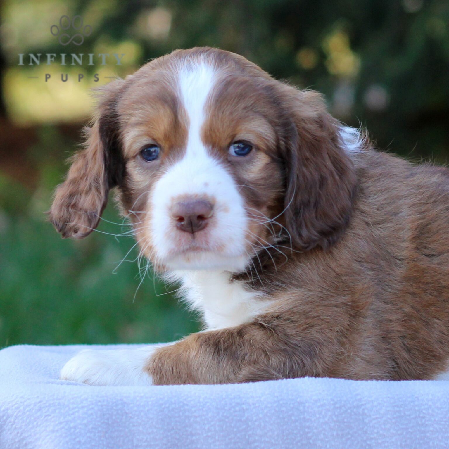 Lemon - AKC English Springer Spaniel puppy for sale