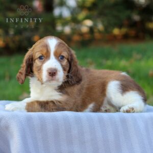 Lemon - AKC English Springer Spaniel puppy