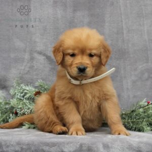 Paige - AKC Golden Retriever puppy sitting