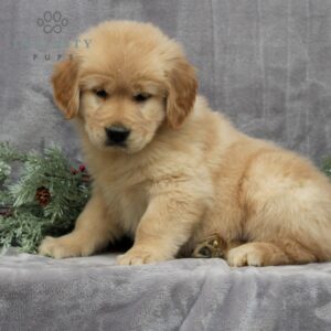 Pearl - AKC Golden Retriever puppy