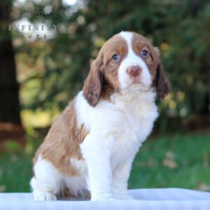 Pepsi - AKC English Springer Spaniel puppy sitting