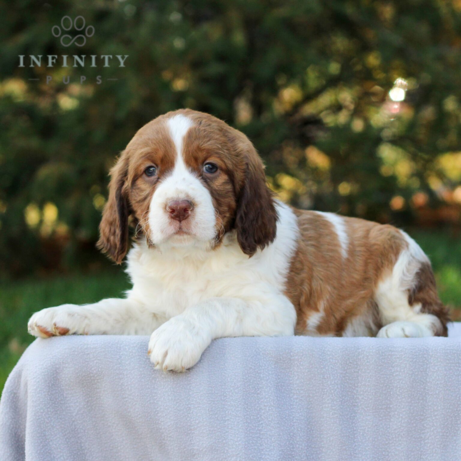 Pepsi - AKC English Springer Spaniel puppy