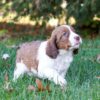 Pepsi - AKC English Springer Spaniel puppy for sale