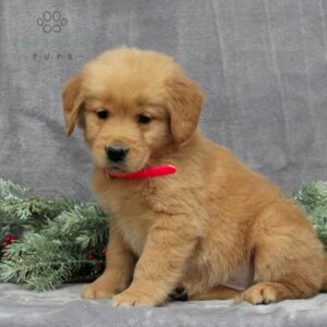 Peyton - AKC Golden Retriever puppy sitting