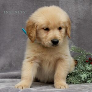 Phoenix - AKC Golden Retriever puppy sitting