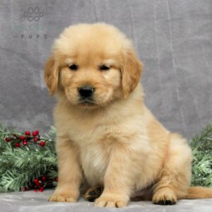 Pike - AKC Golden Retriever puppy