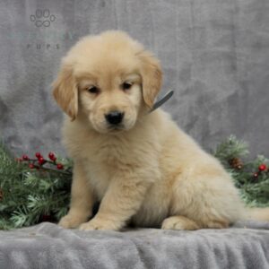 Prescott - AKC Golden Retriever puppy for sale