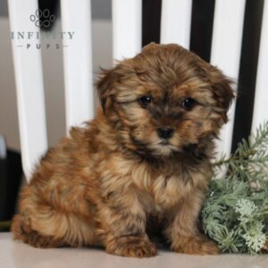 Randy - Shorkie puppy