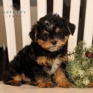 Ray - Shorkie puppy for sale