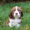 Ritz - AKC English Springer Spaniel puppy for sale